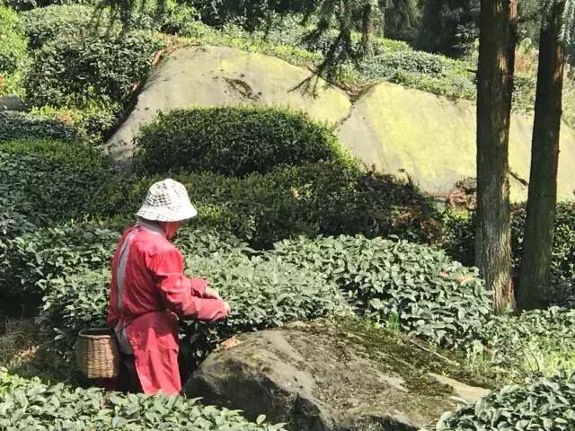 別再說清明找不到地方游玩了我看雅安這里就很不錯！
