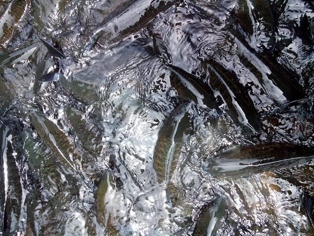 這一定是世界上最瘋狂的魚SPA了內(nèi)心不夠強(qiáng)大真心不敢嘗試
