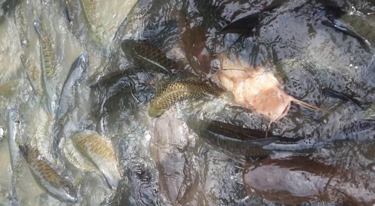 這一定是世界上最瘋狂的魚SPA了內(nèi)心不夠強(qiáng)大真心不敢嘗試