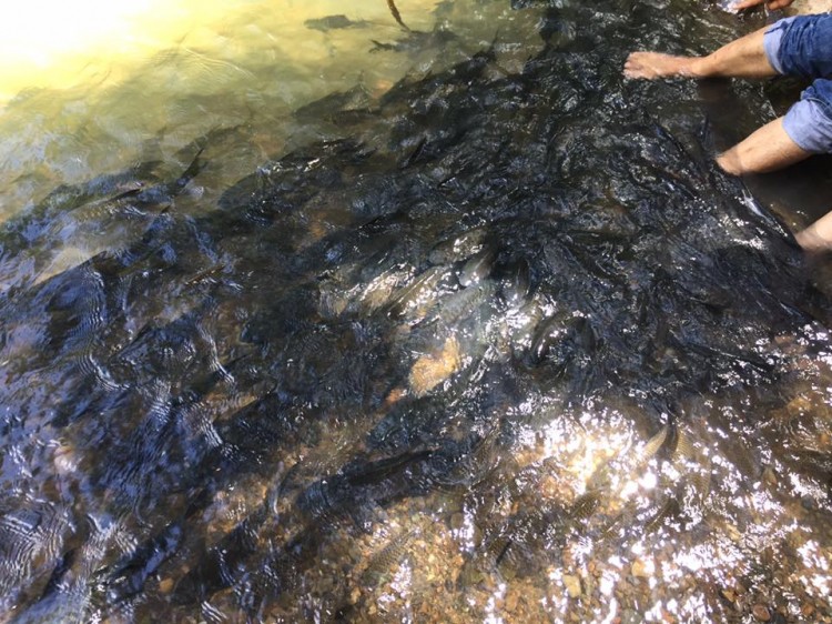 這一定是世界上最瘋狂的魚SPA了內(nèi)心不夠強(qiáng)大真心不敢嘗試