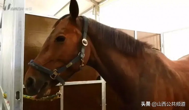 獨家探訪|吃雞蛋做spa揭秘特殊運動員的VIP待遇