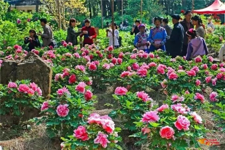 這篇文章告訴你留在楚雄過年的N個理由~