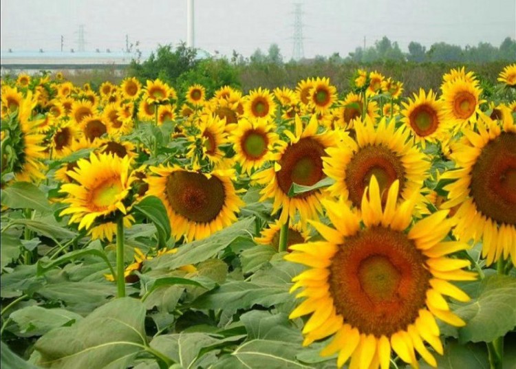 廣東十大網紅打卡勝地不去你就OUT了！