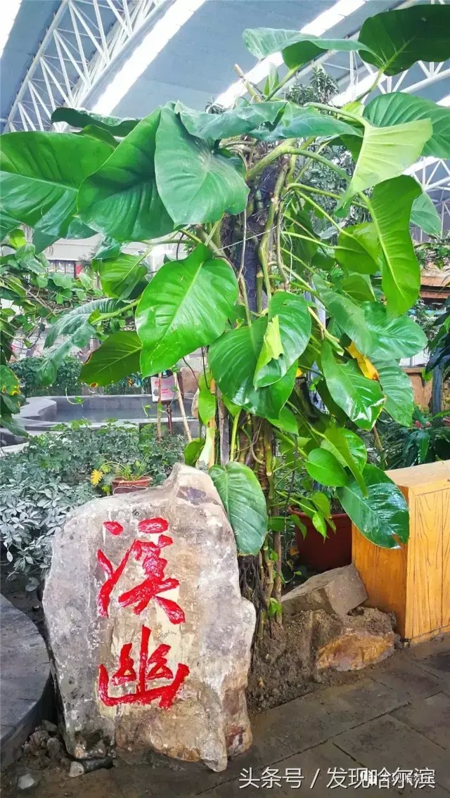 哈爾濱真正溫暖如春的地方！來(lái)回用不上200玩轉(zhuǎn)這個(gè)周末！