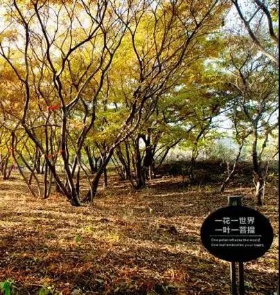 周末游河北|來這個地方相當于去了馬爾代夫撒哈拉巴黎……