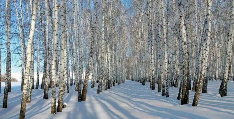 線路推薦|來哈爾濱開啟一場中國雪鄉-亞布力穿越自駕之旅！