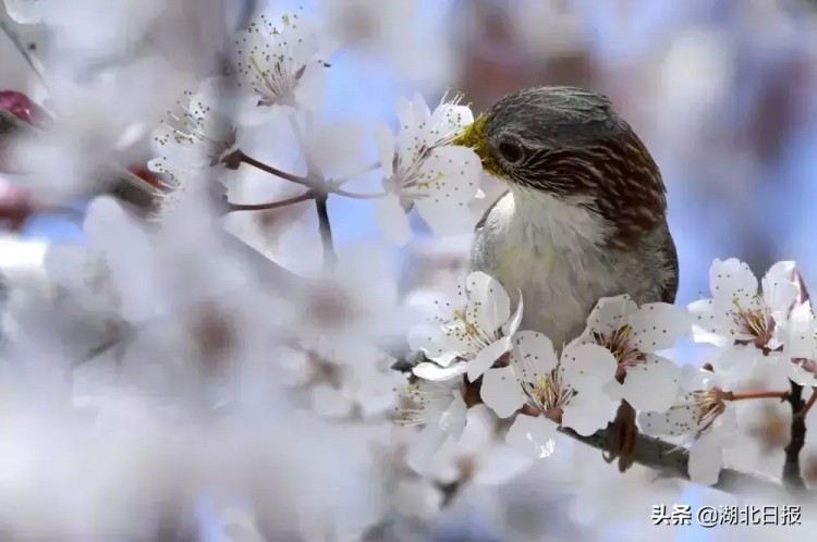 湖北一個縣要成4A級景區(qū)了！上廁所都有儀式感……