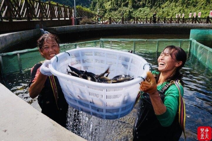多彩貴州水·梵凈抹茶香｜天然好水潤黔東