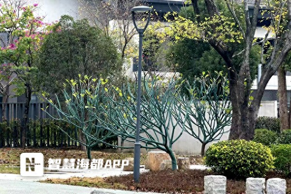 穿衣覆膜涂白…….福州植物開始享受越冬SPA