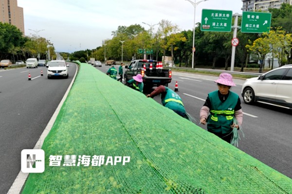 穿衣覆膜涂白…….福州植物開始享受越冬SPA