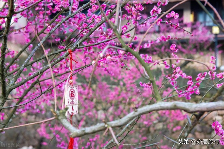 三月份旅游最佳地方江西10個值得去的景點