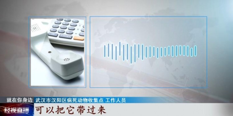 寵物經濟興起它們的身后事該何去何從